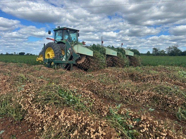 A green tractor digging peanuts, with fresh-dug vines lying in rows across the field.