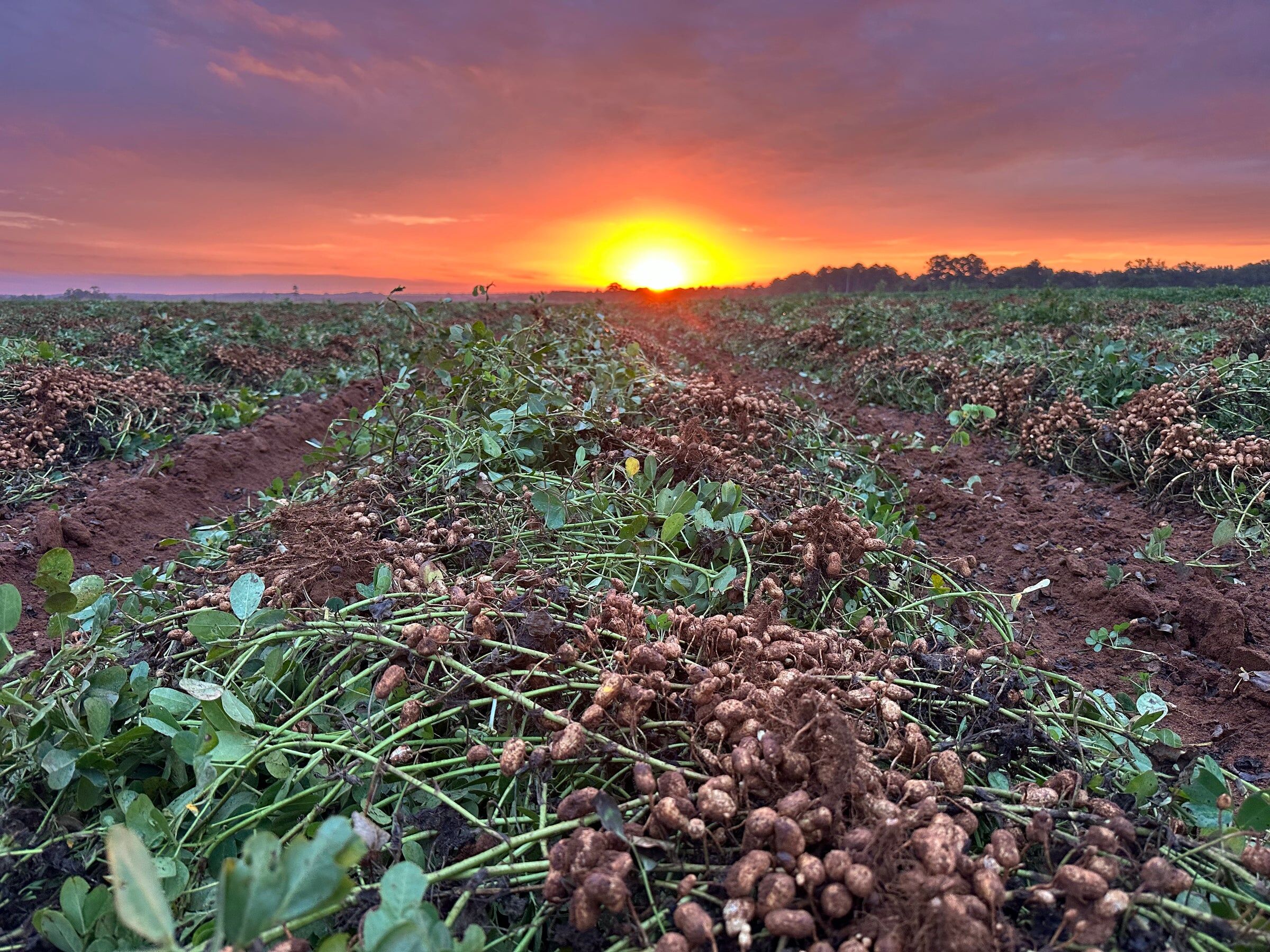Freshly dug peanut vines lying in long rows across a field at sunset.